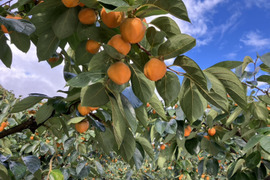 《希少》四ッ溝柿 （抜き柿 16〜20個）