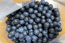 農薬不使用 自然農法栽培　ブルーベリー　600グラムお届け致します