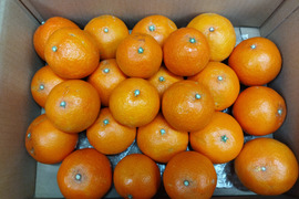 家庭用ＡこぶりМサイズ　樹上完熟まどんな【愛媛果試第28号】　３キロ