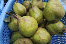 信州あづみ野から　「ラ・フランス」　約５ｋｇ（10月下旬～）