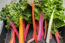 ✨朝どれサラダ野菜セット（スイスチャード約200g+ミックスレタス約300g+わさびリーフ約300g）農薬・化成肥料不使用✨