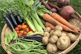 農薬化学肥料除草剤不使用🌏【北海道産】旬の野菜セット🍅🥕5～10種★80サイズ📦