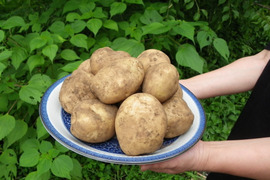5kg【有機栽培】サイズいろいろ・うまい男爵イモです！！