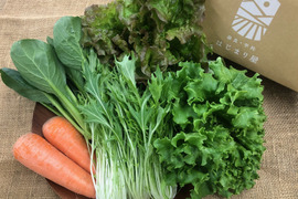 【有機JAS】旬のお野菜セット（5種）
