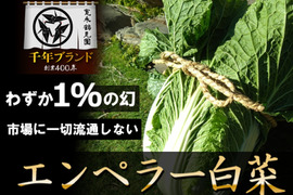 【ヒルナンデス出演】一般市場に流通しない『幻のエンペラー白菜』400年の伝統土壌で培われたブランド白菜