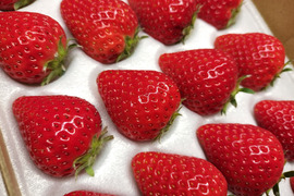 完熟よつぼし☆２トレイ（４０粒入り）