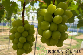【7月下旬収穫】【詰合せＢ】1.1kg 岡山県産シャインマスカット　お土産用1房＋ご自宅用1房