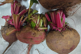 ✨【お試し・訳アリ】農家直送ビーツ2種食べ比べセット✨見た目より味重視の方へ！【土付き直送】約3.8kg（葉なし）｜農薬・化成肥料不使用｜✨