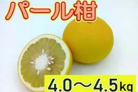 ビッグで上品な甘み！『パール柑』【4.0～4.5kg】