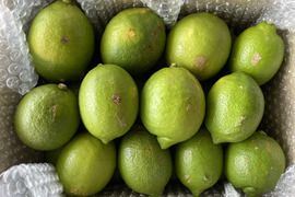 〔無等級良品〕 グリーン『ATAMI de LEMON®』2Kg -爽やか芳醇- 品種お任せ