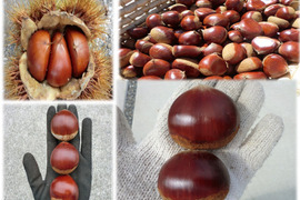 【甘くなった筑波栗 特大粒】氷温貯蔵で甘い筑波栗　2セット限定 農薬不使用栽培　900g