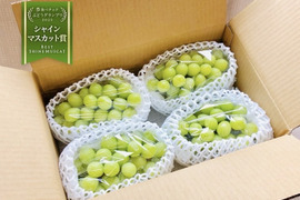シャインマスカット家庭用完熟限定品 シャインマスカット 家庭用の通販｜食べチョク｜産地直送(産直