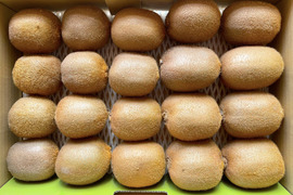 【追熟済】平均糖度16度！甘くておいしいキウイフルーツ　2kg