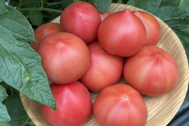 甘酸旨のバランス！ソプラノトマト　1kg