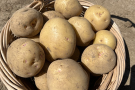 【2026年5月発送予約】旬の新じゃが！「キタアカリ」【農薬・化学肥料・除草剤不使用】（5kg）