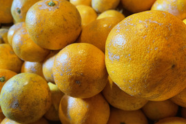 ［訳あり］果汁たっぷり❗️果皮も果肉やわらかジューシー甘味と程よい酸味の早生みかんサイズ2L～Sミックス10㎏