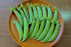 初夏の味わい！農薬不使用・スナップえんどう たっぷり1kg（埼玉県産）