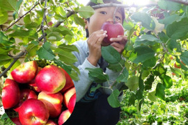 【収穫翌日発送】「紅玉」極小玉　約1.8キロ【葉とらず】JA基準より60％減の低農薬栽培