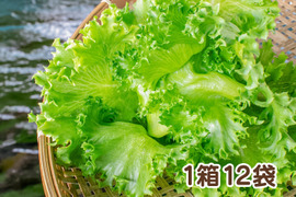 【アクアポニックス産】朝採れ新鮮リーフレタス!「フリルアイス」1箱12袋(1袋約50~100g)