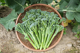 アスパラガスの食感、茎ブロッコリー（500ｇ）。
