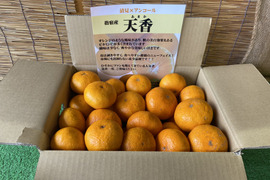 【期間限定！希少な柑橘】天香‐あまか‐【5㎏】