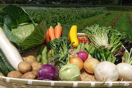 ひなた有機農園の「旬の野菜セット」【数量限定、12/27(火)発送】