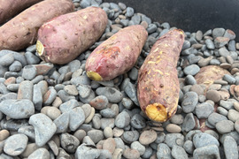 【無添加・ねっとり甘い】冷やし焼き芋｜☆有機JAS認証☆