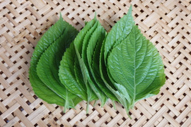 【自然栽培】エゴマの葉
