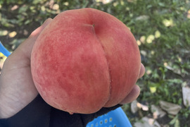 【家庭用】いまや希少品種！「川中島白鳳」3㎏（8～11玉）