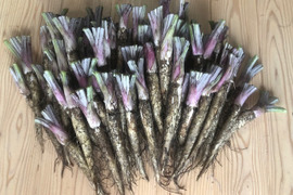 香り豊か！有機JAS新ごぼう4㎏