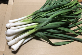 【送料込み1000円】水曜日に食べる野菜(葉にんにく)
