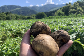 【神鍋火山が落とした宝】　兵庫県但馬産新じゃが！　《きたあかり　箱入２kg》
