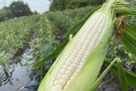 ※次回販売9月予定あつし農園の白いとうもろこし【6本】