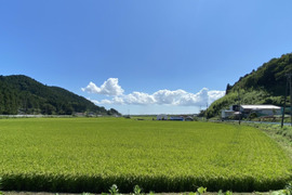 【令和6年産】強い甘みとコシ！『あかまのもち米』～みやこがねもち５kg～