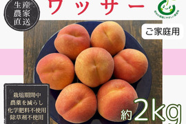 桃 家庭用の通販｜食べチョク｜産地直送(産直)お取り寄せ通販 - 農家