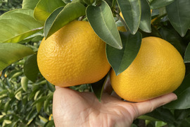 紀の川八朔　優品L〜２L寸↑ 10kg箱込み　ハズレなし！！