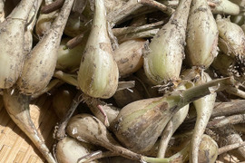 パリポリ食感がクセになる！泥付き生らっきょう～２Kg