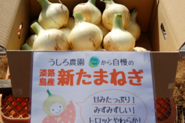 地元でも美味しいと好評！！新たまねぎ