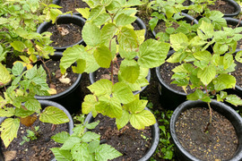 【予約割引】当ファームで栽培しているラズベリーです【ラズベリー鉢植え】【観賞用】【木】【ポッド】