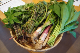 【4月下旬～6月上旬】春の恵み！山菜が大好きなあなたに1種類大容量！　5000円