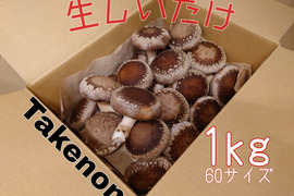 【食べちょく登録記念】新鮮生しいたけ【1kg】静岡県産60サイズ 150gチビ椎茸【おまけ付き】