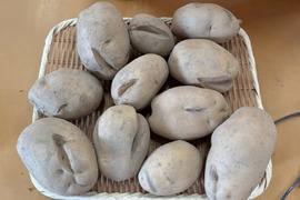 訳あり【自然栽培】皮ごと食べられるじゃがいも10kg