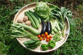 自然栽培の野菜セット　Mセット