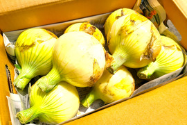 肉厚ジューシー♪大きな淡路島新玉ねぎ（３Lサイズ）　５ｋｇ