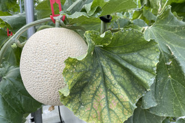 【一株一果のこだわりメロン】【秀品】【贈答用】アールスメロン（３Ｌ以上×２玉）　青肉・赤肉のセット　３．５㎏以上