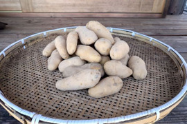 自然栽培　メークイン　箱込　５ｋｇ