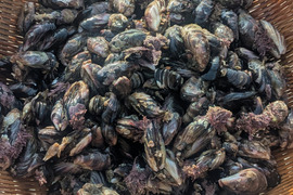 【濃厚"貝"出汁！！】山陰産 「ガゾウ」 (ムラサキインコ貝)　500g　生　※汁物に最適！