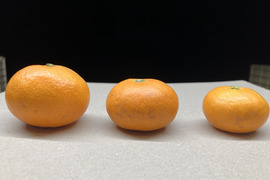 柑橘王国愛媛県砥部町産　こみかん３兄弟（農薬・化学肥料・除草剤不使用）10kg
