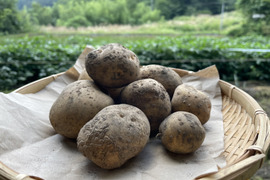 訳ありお買い得！山育ちジャガイモ『きたあかり』2kg◎農薬化学肥料不使用