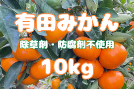 弾ける果汁！濃厚！有田みかん 10kg 和歌山産